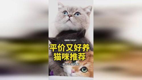 娱乐吃瓜酱神仙猫