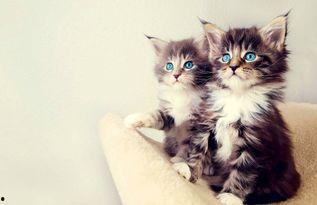 娱乐吃瓜小猫咪视频在线观看,小猫咪吃瓜视频，萌态十足，在线观看必笑