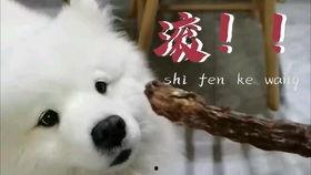 吃瓜娱乐汪,揭秘娱乐圈那些事儿